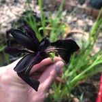 Iris chrysographes Flor