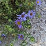 Symphyotrichum oblongifolium برگ