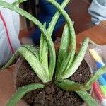 Aloe officinalisLevél