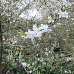 Prunus tomentosa Blomma