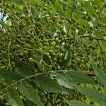 Pistacia chinensis Φρούτο