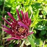 Tragopogon porrifolius Fleur