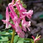 Corydalis solida 花