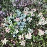 Euphorbia myrsinites Cvet