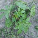 Abelmoschus esculentus Leaf