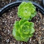 Aeonium tabulaeforme 叶