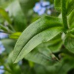 Myosotis sylvatica Lehti