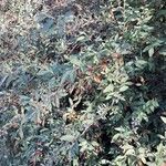 Spiraea cantoniensis Blatt