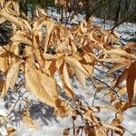 Fagus grandifolia Yaprak