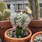 Astrophytum asterias Агульны выгляд