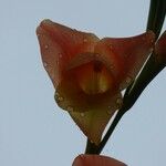 Gladiolus dalenii Blüte