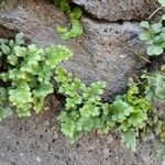 Asplenium ruta-muraria Liść