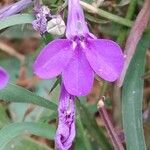 Lobelia erinus Flor