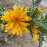 Scolymus hispanicusFlower