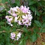 Saponaria officinalis Fula