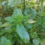 Urtica urens Ліст