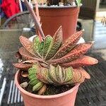 Gasteria obliqua ᱥᱟᱠᱟᱢ