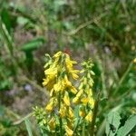 Melilotus elegans Maua