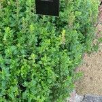 Teucrium chamaedrys Habit