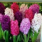 Hyacinthus orientalisÇiçek