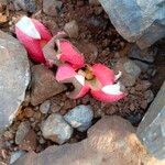 Hydnora abyssinica Folha