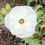 Argemone albiflora Flower