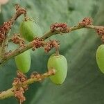 Cyphostemma juttae Fruto