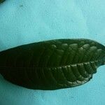 Iryanthera hostmannii Levél