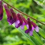 Vicia eriocarpa Blodyn