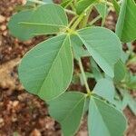 Crotalaria incana Лист