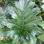 Acanthus spinosus Leaf