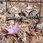 Colchicum variegatum Flower