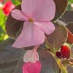 Begonia cucullata cv. 'Doublet Rose Pink' Blüte
