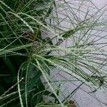 Digitaria ciliaris 葉