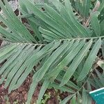 Zamia integrifolia Blad