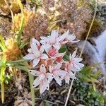 Sedum anglicum Blomma