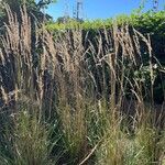 Calamagrostis epigejosFlower