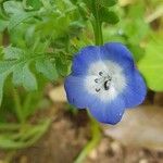 Nemophila phacelioides Цвят