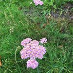 Achillea distansКвітка