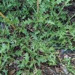 Solanum triflorum Blad