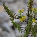 Odontites luteus Flower