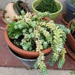 Sedum burrito Feuille