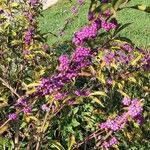 Callicarpa americana 果