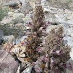 Orobanche cooperi Хабит