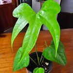 Anthurium pedatoradiatum Лист