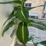 Dieffenbachia oerstedii Liść