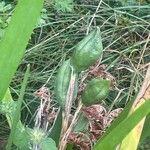 Iris foetidissima ഫലം