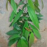 Nectandra megapotamica ഇല