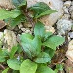 Veronica anagallis-aquatica Blad