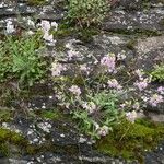 Arabidopsis arenosa Natur